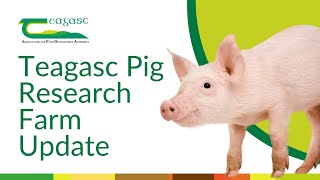 Teagasc Pig Research Farm performance in 2023 [upl. by Jarred176]