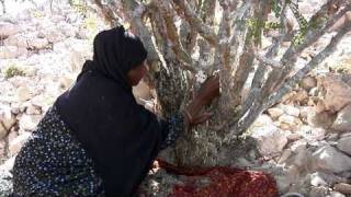 Frankincense Harvesting  Young Living Essential Oils [upl. by Grover]