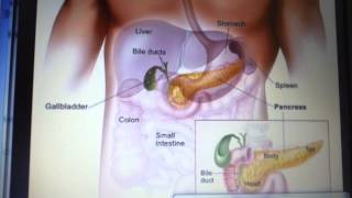 Secretion pancreatique partie 1  Dr Astuce [upl. by Anilet]