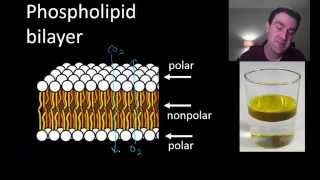 Membrane structure and function [upl. by Ryan164]