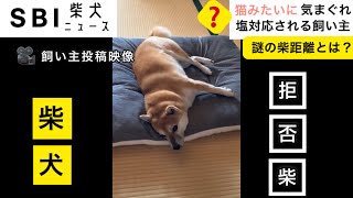 【柴犬あるある】頑固でツンデレだけど、そこがまた魅力的。 [upl. by Durgy]