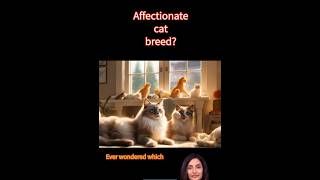 MOST LOVING CAT BREED REVEALED  shorts cat [upl. by Player]