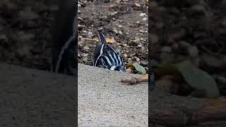 Black and White Warbler trending binatanglangka mancanegara usa pecintahewan pecintaburung [upl. by Enilekaj]