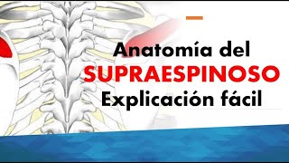 ANATOMÍA DEL SUPRAESPINOSO FÁCIL [upl. by Torrell]