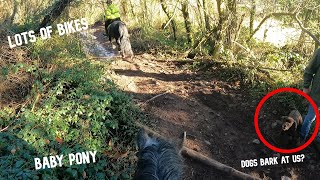 LOTS OF BIKES amp RIDING A BABY PONY  GOPRO HACK  THATOLLIEPONY [upl. by Pudendas]