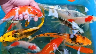 Find colorful Ornamental fish Betta fish koi fish koki fish Channa fish catfish animal videos [upl. by Rusty987]