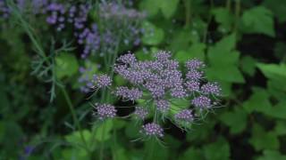 Claus Dalby  Sommerblomst Prydgulerod Daucus carotta Dara [upl. by Euqinim]