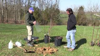 HowTo Plant an Apple Tree Everything you need to know [upl. by Yniattirb]