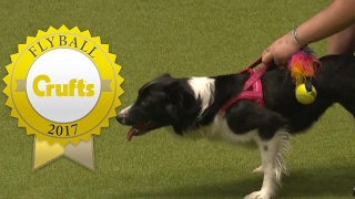 Flyball  Team Finals  Crufts 2017 [upl. by Ylrad]