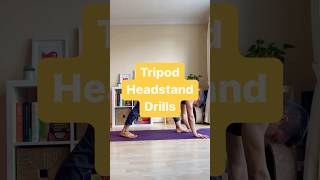 Tripod Headstand Drills 👌🏽 tripodheadstand headstand yogaforstrength [upl. by Leesa]