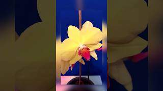 Orchid Doritaenopsis inmemory yaroslav nature flowers orchid plants youtubeshorts shorts ua [upl. by Sirk]