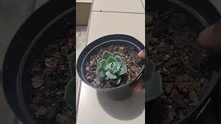 Ghost Echeveria Succulent Plant gardening [upl. by Ahsiral688]