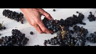 What is Carbonic Maceration in winemaking [upl. by Bainter569]