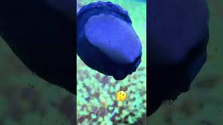 The WEIRDEST little creatures in my REEF TANK [upl. by Laughton]