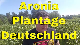 Aronia Plantage Schwarmstedt Heide Aronia Fachbetrieb für Aronia Anbau in Deutschland und Europa [upl. by Ahsekar732]