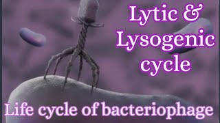 How bacteriophage replicatesLytic amp Lysogenic cycleLife cycle of bacteriophagemicrobiology [upl. by Damian]