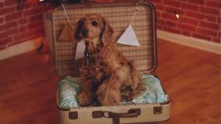 Upcycle An Old Suitcase Into A DIY Dog Bed [upl. by Merrily276]