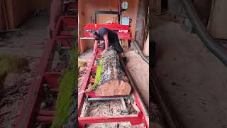 Gestocke Buche auf der Woodmizer LT 15 woodmizer sawmill sägewerk [upl. by Fatsug84]