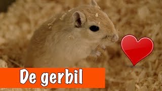 De gerbil Een schattige woestijnrat  DierenpraatTV [upl. by Jammie]