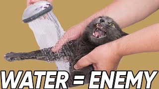 Why Do Most Cats ABSOLUTELY HATE Water [upl. by Starr]