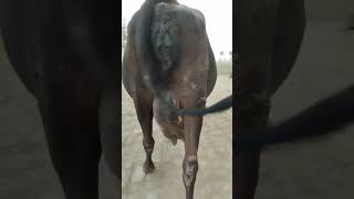 trendingshorts animals cow [upl. by Blanch]