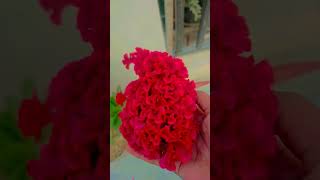 Kiska gandan me asa flower hai bato comment me🌹🌺☺️🙂 [upl. by Burkhardt]