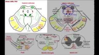 Midbrain simplified sections of internal structure [upl. by Heimlich]