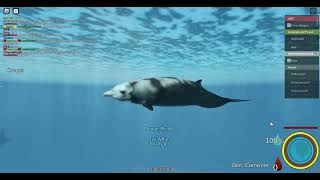 Cuviers beaked whale Added Oceanic testing 2 [upl. by Ahsinaj552]