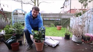 Repotting a Plant Camellia Japonica [upl. by Aniroz712]