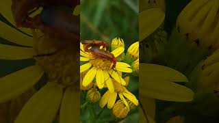 Rhagonycha fulva  Hogweed Bonking Beetle  Téléphore fauve  Mating Time [upl. by Deny]