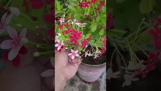 Madhumaltifertilizer Rangooncreeper shampysgarden trending trendingplants viral fertilizers [upl. by Dnyletak]