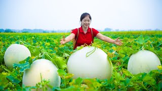 Harvest honeydew melon amp Goes To Market Sell  Harvesting And Cooking  Lý Song Ca [upl. by Tatianas]