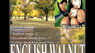 English Walnut Juglans regia TREE SEEDS  Excellent Shade Tree SEEDS on wwwMySeedsCo [upl. by Quickel]