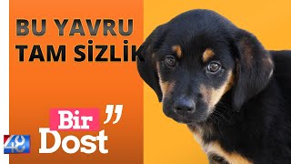 YAVRU KÖPEK İSTİYORUM  Marmaris Hayvan Barınağı [upl. by Enyar905]