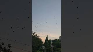 Green bee eaters in huge numbers [upl. by Viafore914]