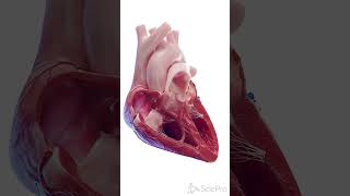 💓 Inside the Human Heart A CrossSection View 💓 [upl. by Ojeillib557]