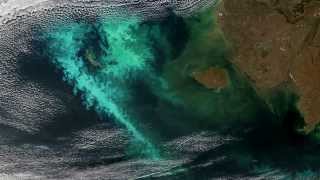 Large persistent phytoplankton bloom in the Bering Sea in 2014 [upl. by Cristabel]