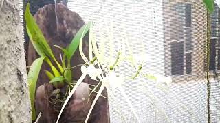 Oncidium orchid  Orchid care  MampK [upl. by Alilad]