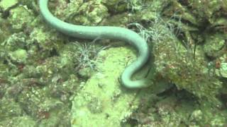 sea snake searching for food [upl. by Karole]