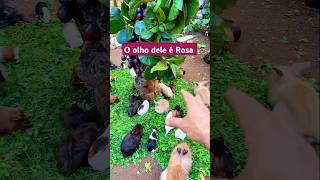 O olho dele é Rosa pets alegriapet animals funny agoraequesaoelas amiguinhospet cute [upl. by Eiramacissej]