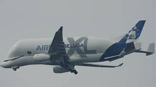 Hamburg Stadtpark semalarında Airbus Beluga XL hamburg stadtpark airbusbelugaxl [upl. by Micaela216]