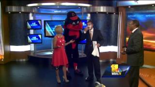 Keith Mills gets pied by Oriole Bird on 11 News set [upl. by Ecinert28]