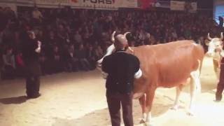 3 Frutigtaler Eliteschau Misswahlen Simmental [upl. by Champagne]