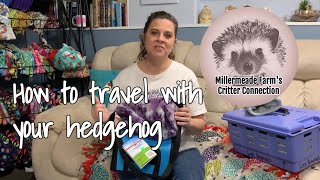 Travel vs Sitter  Taking your Hedgehog with you part two [upl. by Hedwiga]