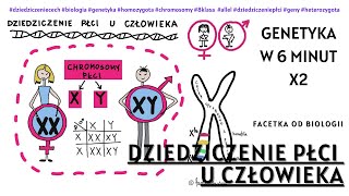 Dziedziczenie płci u człowieka  Geny sprzężone z płcią  Hemofilia daltonizm  Genetyka  Krzyżówka [upl. by Ameehsat514]