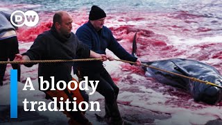 Whale hunting in the Faroe Islands  DW Documentary [upl. by Yelnik]