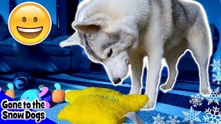 Husky Confused by Toy  Husky Fan Mail Time [upl. by Ziza]