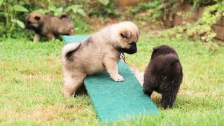 Eurasier puppies 45 weeks old [upl. by Rasecoiluj]