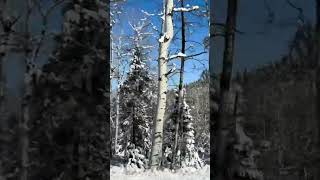 Snowmelt in Evergreen CO snow [upl. by Amerd]