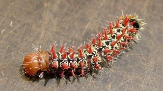 Gonimbrasia zambesina  Aus der berühmten Gattung essbarer Insekten Afrikas [upl. by Fidelio451]